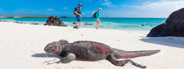 playa-tortugas-bay-gigantes-tour