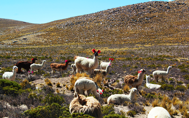 Arequipa and Moquegua: National Reserve Salinas and Aguada Blanca