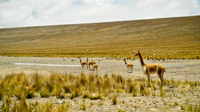 Reserva de Pampa Galeras-Bárbara D'Achille - Ayacucho