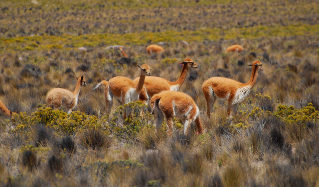 Reserva de Pampa Galeras-Bárbara D'Achille - Ayacucho