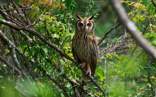 Perú: Área de Conservación Privada Chaparrí