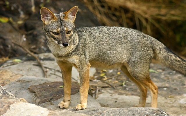 Perú: Área de Conservación Privada Chaparrí