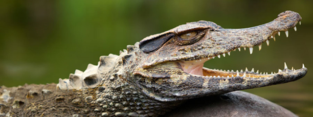 Cocha Caiman en Puerto Maldonado Cocha Caiman en Puerto Maldonado