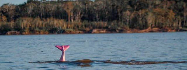 Delfin Rosado