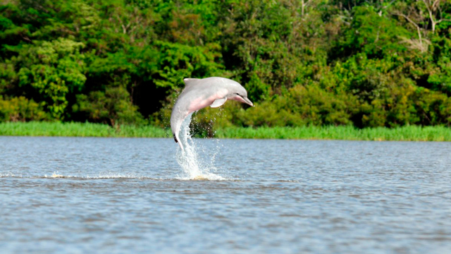 El Delfín rosado, Amazonas – Perú