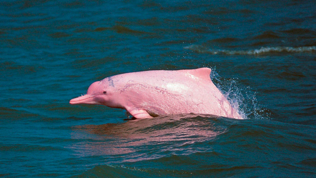 El Delfín rosado, Amazonas – Perú