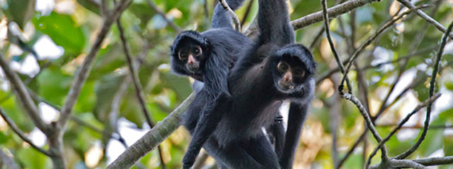 Islas Monkey Puerto Maldonado Islas Monkey Puerto Maldonado