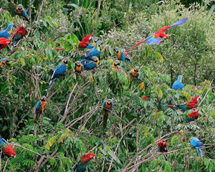 La Reserva Nacional Tambopata 