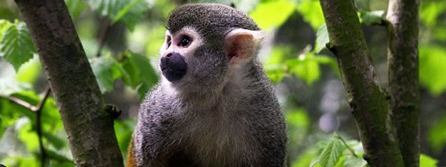 Mono Choro en el Amazonas