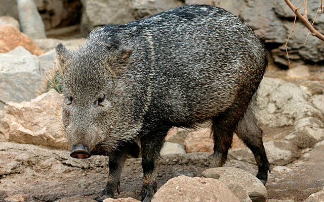 Coto de Caza El Angolo – Piura