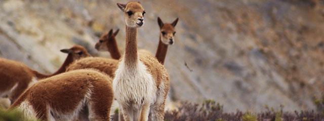 Reservas de Vicuñas