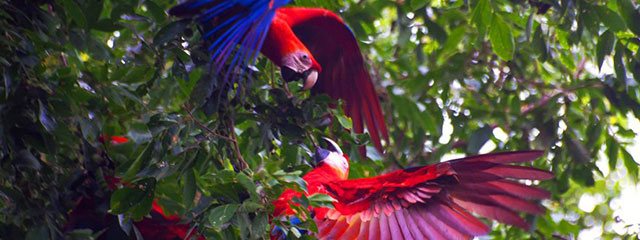 Fauna rio Gamitana