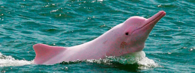 Amazon Pink Dolphin
