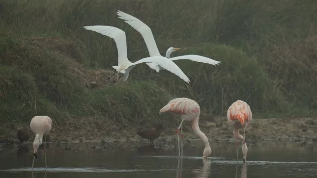 Majestuosos flamencos en su entorno acuático